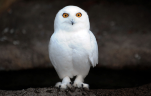 Great White Owl